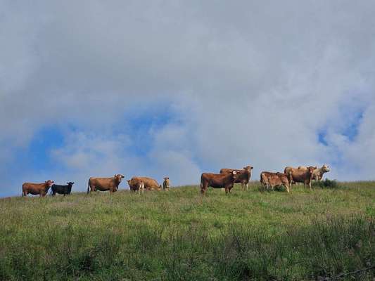 Barf Rohfütterung vs. industrielle Futtermittel-Beitrag-Bild