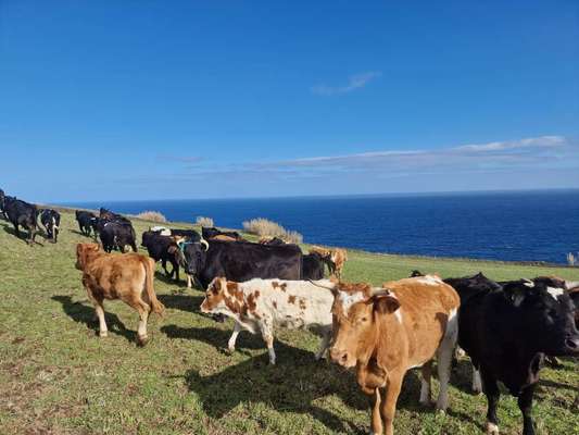 🤬😳Hundepiercings – Warum tut man sowas?!-Beitrag-Bild