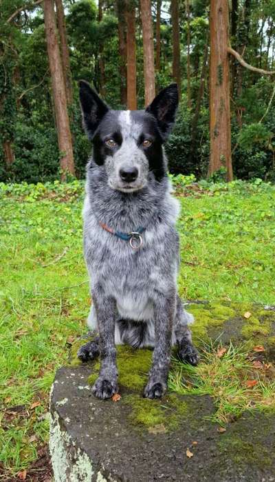 Reinrassige Hunde?-Beitrag-Bild