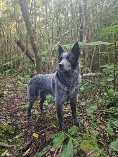 Reinrassige Hunde?-Beitrag-Bild