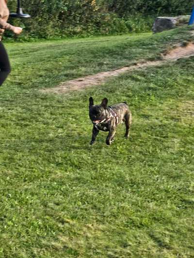 Hundetreffen-Bulli Treffen-Bild