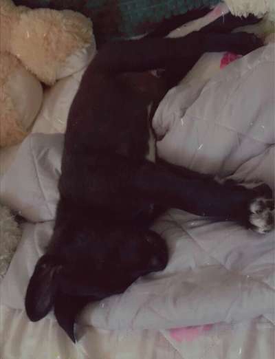 Welpen Bilder !-Beitrag-Bild