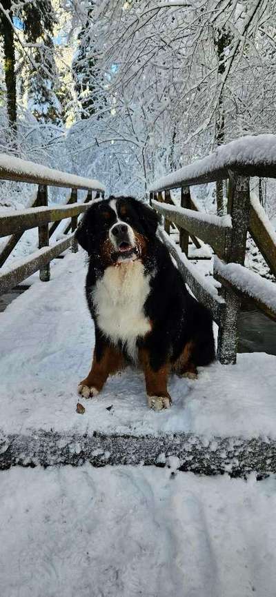 Berner Sennen-Beitrag-Bild