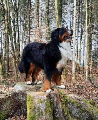 Berner Sennen-Beitrag-Bild
