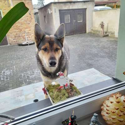 Hundetreffen-Gassipartner(in) gesucht