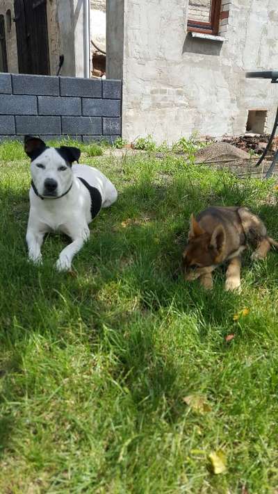 Hundetreffen-Junghundetreff in lauchhammer-Bild