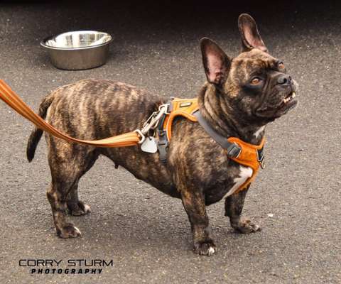 Brachycephale Hunderassen-Beitrag-Bild