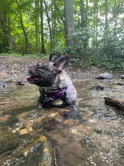 Hundetreffen-Social Walk in Witten-Bild