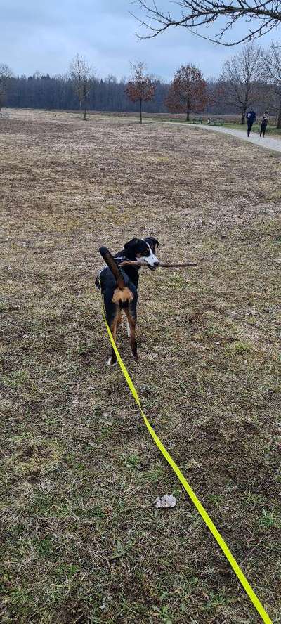 Hundetreffen-Spiel und Trainingstreffen-Bild