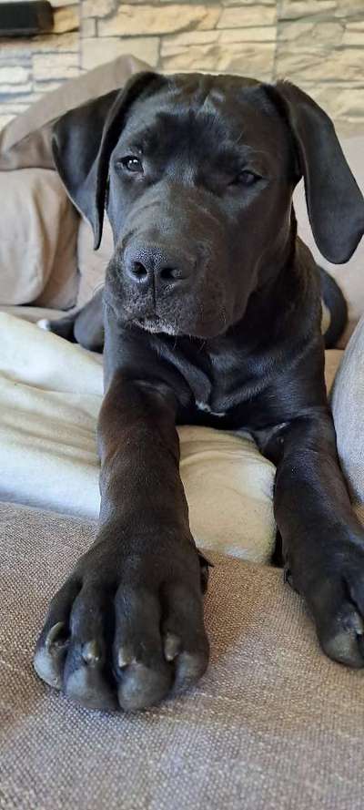 Dogorama Photo Challenge- Aufmerksamkeit bitte!-Beitrag-Bild