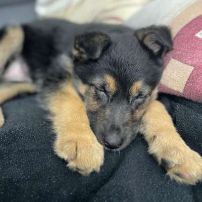 Hundetreffen-Welpentreff Raum Baesweiler-Bild