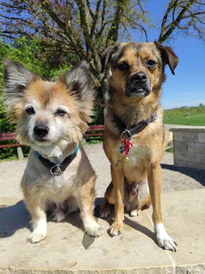 Hundetreffen-Hundekumpels gesucht-Bild