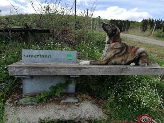 Dogorama Photo Challenge - Gassipause-Beitrag-Bild