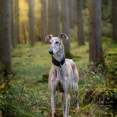 Windhunde - Treffen der besonderen Schönheiten
HERZLICH WILLKOMMEN-Beitrag-Bild