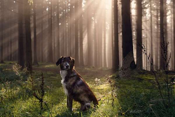 Wald Bild-Beitrag-Bild