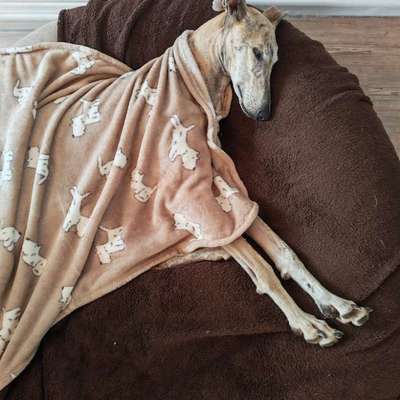 Windhunde - Treffen der besonderen Schönheiten
HERZLICH WILLKOMMEN-Beitrag-Bild
