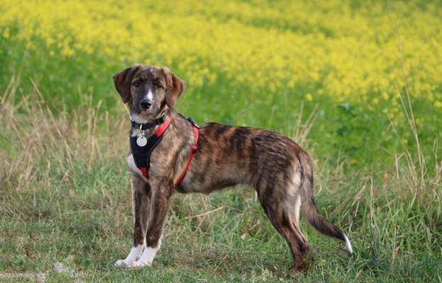 Mischlinge - wo habt Ihr Eure gefunden?-Beitrag-Bild