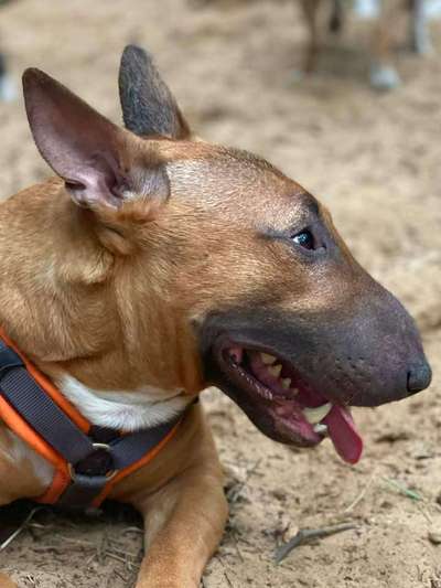 Bullterrier-Beitrag-Bild