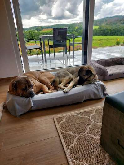 Ist hier jemand mit ein cane corso ?-Beitrag-Bild