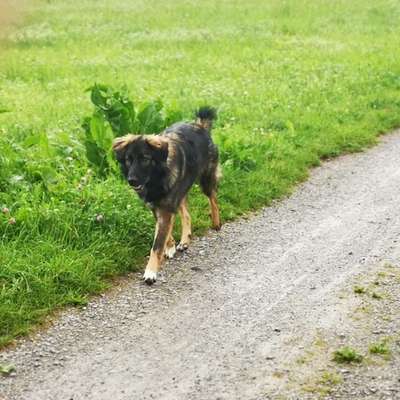 Hundetreffen-Rocky sucht neue Freunde zum toben-Bild