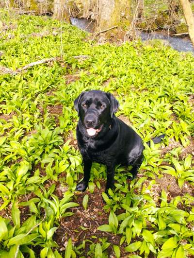 Labradorfans-Beitrag-Bild