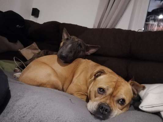 Miniatur Bull Terrier-Beitrag-Bild