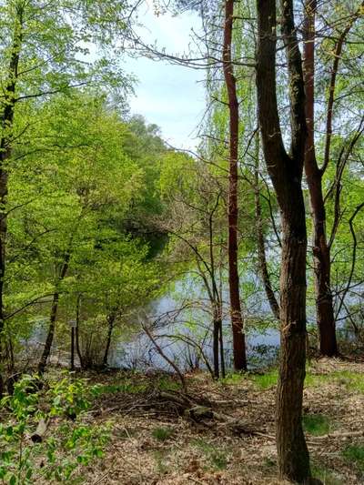 Hundeauslaufgebiet-Angelsee / Hengemühlensee-Bild