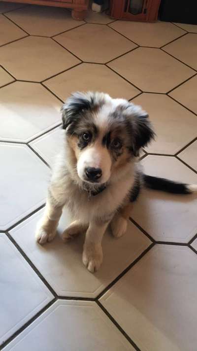 Welpen Bilder !-Beitrag-Bild