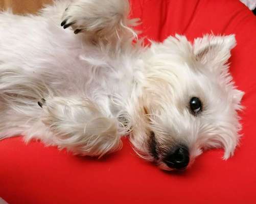 Die Dogorama Kalender Challenge Titelbild-Beitrag-Bild