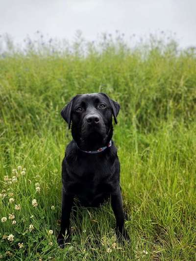 5. Hund im hohen Gras-Beitrag-Bild