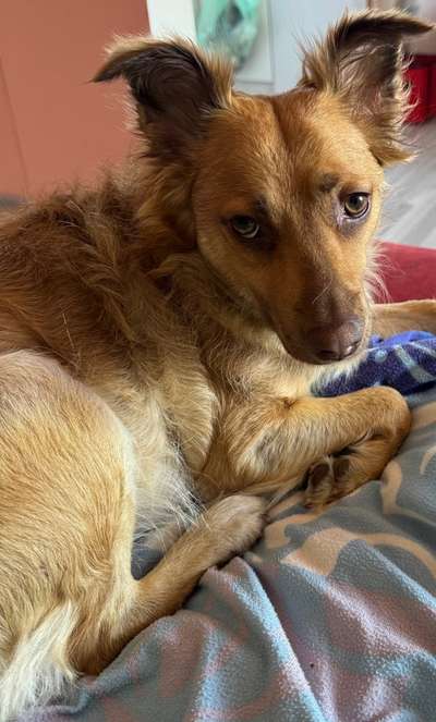 Mischlinge raten - Rätselspaß-Beitrag-Bild