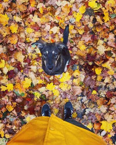 Fotochallenge Nr 55  -  Hund im November--Beitrag-Bild