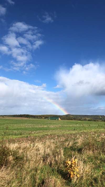 Hundeauslaufgebiet-Scheulberg-Bild