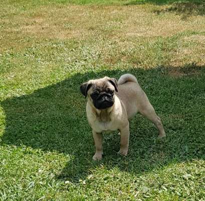 Hundetreffen-MOPS Treffen-Bild