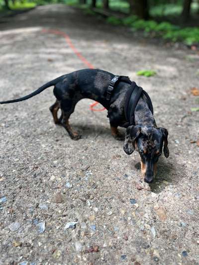 Hundetreffen-Gassirunde und Toben mit kleinen bis mittleren Hunden-Bild