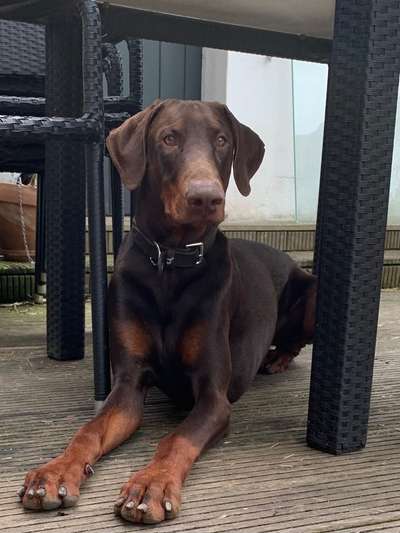 Wo sind die Dobis?-Beitrag-Bild