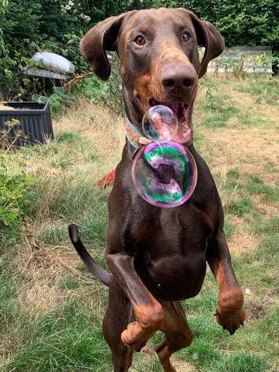 Dobermann Austausch-Beitrag-Bild