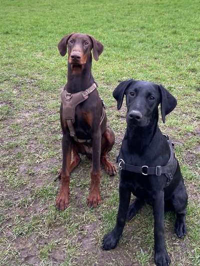 Dogorama Photo Challenge - Die besten Hundebuddys-Beitrag-Bild