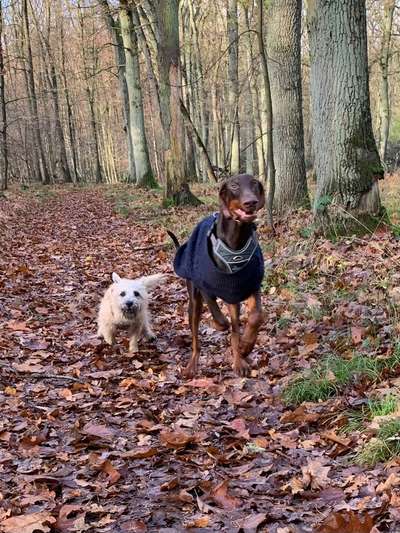 Dogorama Photo Challenge - Die besten Hundebuddys-Beitrag-Bild