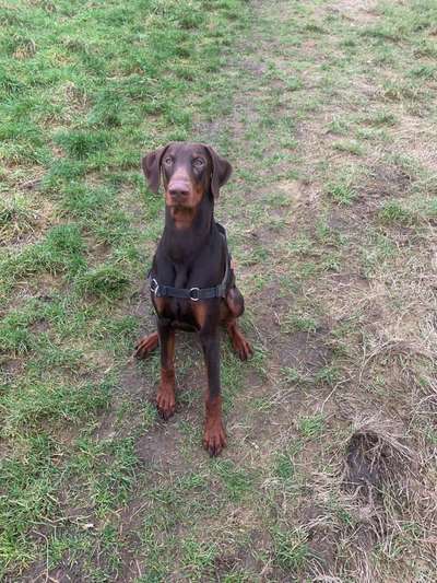 Wo sind die Dobis?-Beitrag-Bild