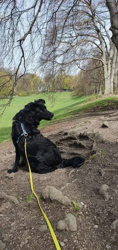 Auslandstierschutz-Beitrag-Bild