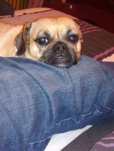 Mops mix-Beitrag-Bild