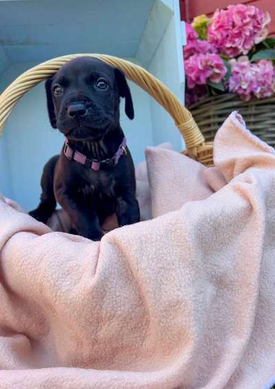 Rhodesian Ridgeback-Beitrag-Bild