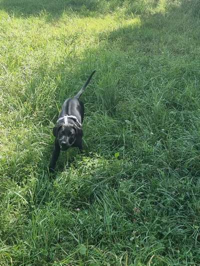 Rhodesian Ridgeback-Beitrag-Bild