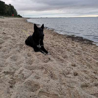 Hundetreffen-Gassi- Spielrunde