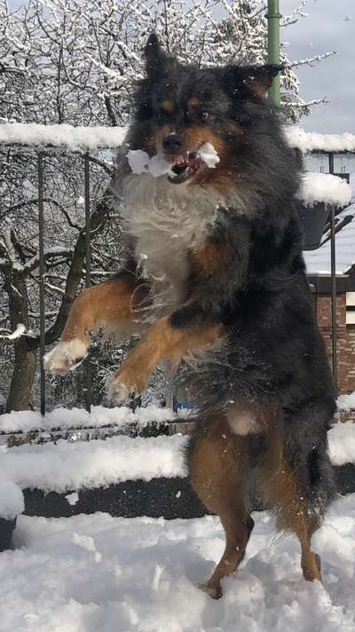 Zeigt eure verrücktesten Hundebilder-Beitrag-Bild