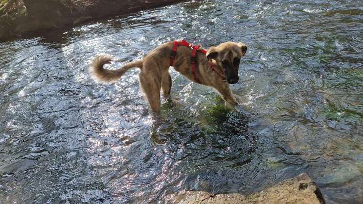 Windhunde - Treffen der besonderen Schönheiten
HERZLICH WILLKOMMEN-Beitrag-Bild