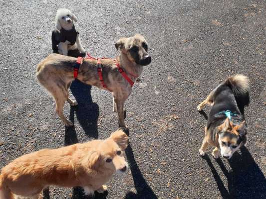 Windhunde - Treffen der besonderen Schönheiten
HERZLICH WILLKOMMEN-Beitrag-Bild