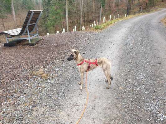 Windhunde - Treffen der besonderen Schönheiten
HERZLICH WILLKOMMEN-Beitrag-Bild