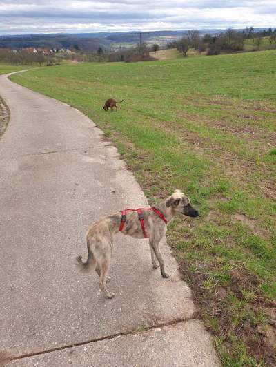 Windhunde - Treffen der besonderen Schönheiten
HERZLICH WILLKOMMEN-Beitrag-Bild